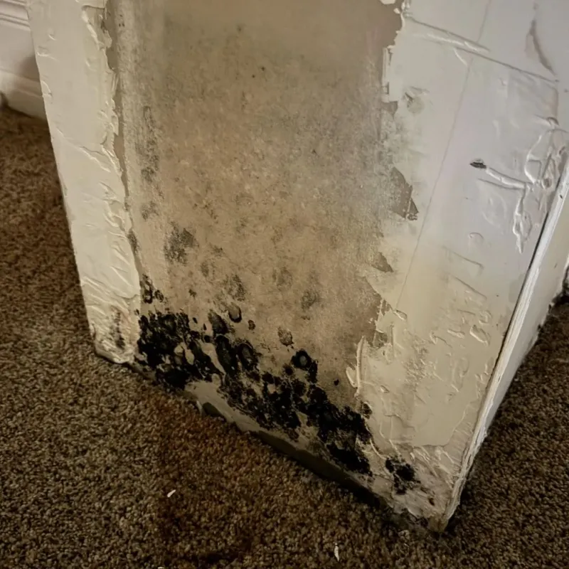 Professional Mold Removal in Claremont, NH